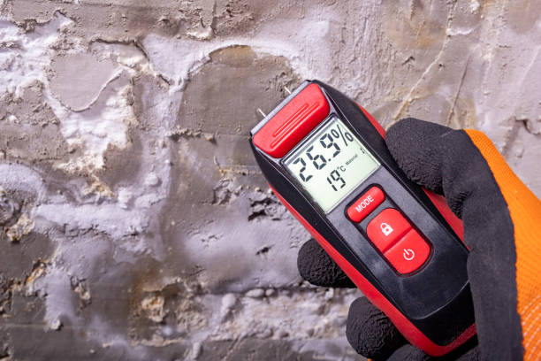 Professional Mold Removal in Bothell, WA