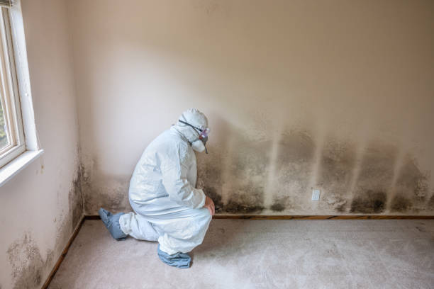 Best Commercial Mold Removal  in Bothell, WA
