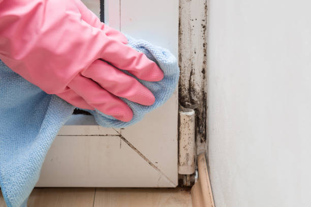 Best Mold Testing  in Bothell, WA