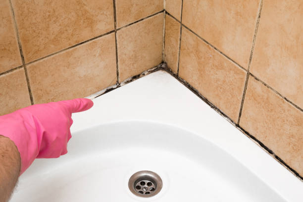 Best Residential Mold Removal  in Bothell, WA