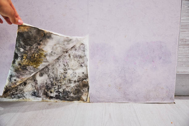 Best Mold Removal Company Near Me  in Bothell, WA
